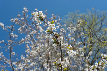 flowers on sky background