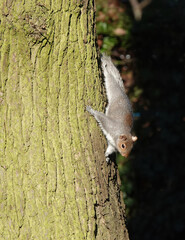 A grey squirrel climbing down the side of a tree in the forest. 