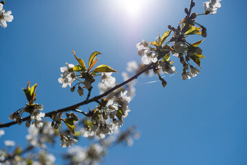 cherry blossom against sky (with sunburst)