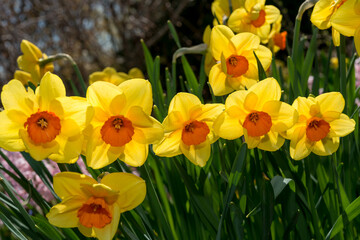 daffodils in spring
