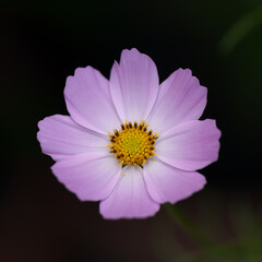 Cosmos bipinnatus or garden cosmos isolated on a dark background