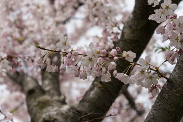 cherry blossoms and buds in part shade