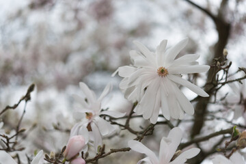 blossoms in spring