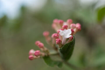 flower buds and blossom close up