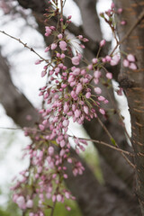 pink cherry blossom buds and tree