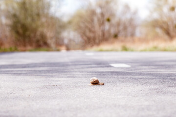 A snail crawls along an asphalt road in spring