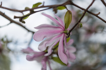 close up of a pink star magnolia blossom