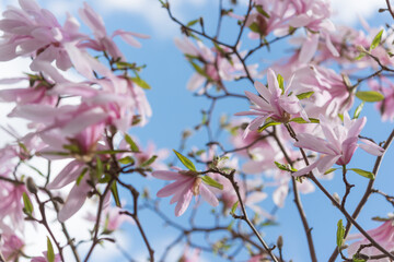 Magnolia stellata or pink star magnolia on a blue sky