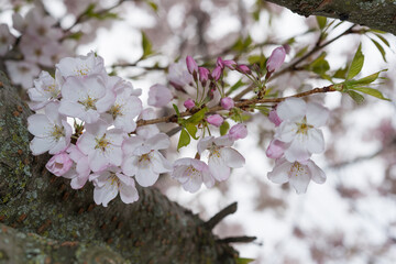 Obraz premium pink flowers and buds on a branch