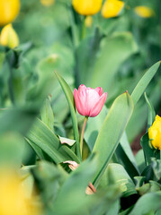 Pink Tulip in bloom close up with floral blurry background