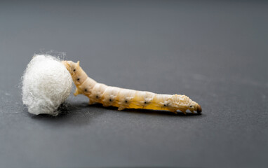 Silkworm make cocoon on black background