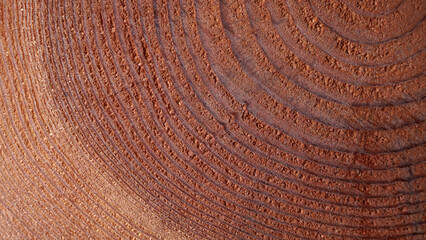Fototapeta premium Rough texture of wood rings. Cut of an old tree.