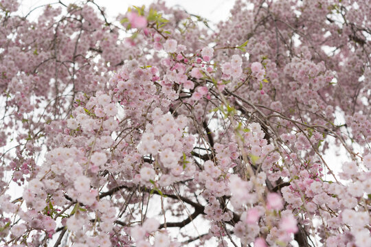 pink tree blossoms in spring