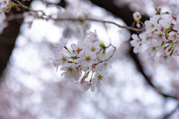 Cherry blossom at the park cloudy day closeup
