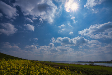 太陽の光を浴びる菜の花と利根川