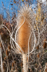 close up of a teasel head (Dipsacus) in strong sunlight