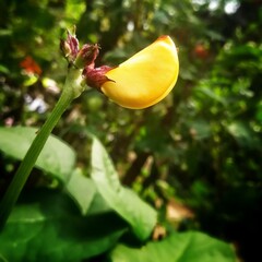 red and yellow flower