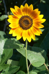 Obraz premium sunflower in the garden