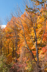 autumn in the park