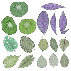 Botanical green weeds and bushes. Set of leaves. Hand drawn herb set, lush and elegant exotic leaves for decoration design. Decorative floral plant leaf, flower branches and twigs. Vector. © desertsands
