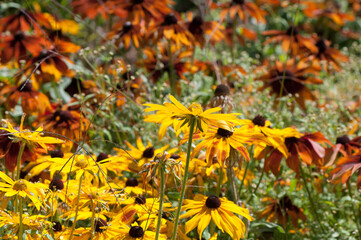 field of rudbeckia flowers in the garden