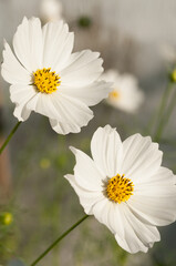 two white daisies close up