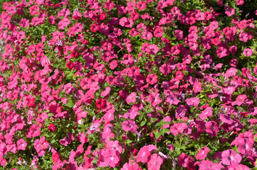 Fototapeta premium field of many deep pink petunias in the sun