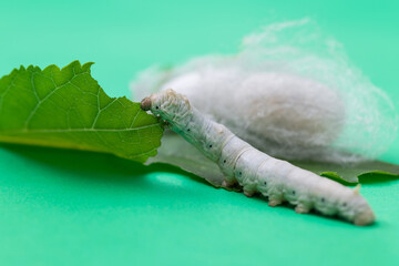 Silkworm make cocoon on green mulberry leaf