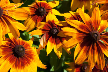 bold rudbeckia blossoms in the sun