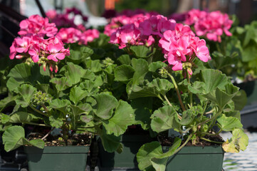 potted pink geranium in the sun