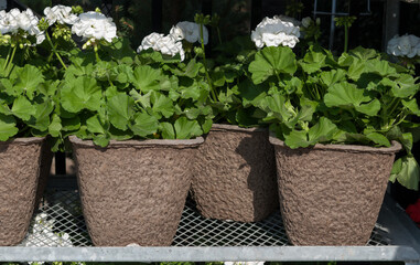 white geranium flowers in pots