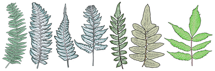 Set of leaves and branches such as Green forest and Japanese painted fern. Hand drawing of various twigs with the leaf, Ash tree. Vector.