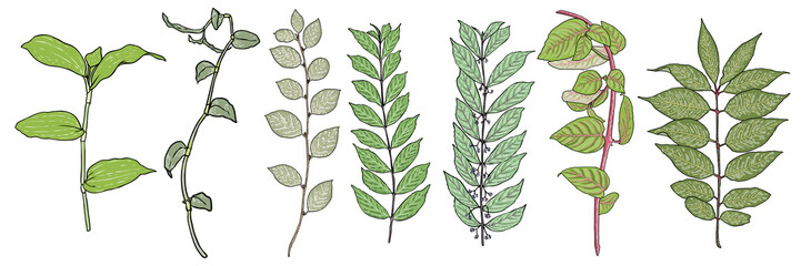 Set of leaves and branches such as House plants twig and Japanese barberry shrub, Solomon's seal plant and fuchsia flowers branch. Hand drawing of ash tree and various plants Vector.