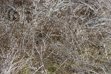 old grass or vegetation with curvy or wavy forms background