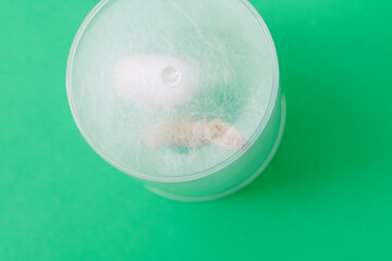 Silkworm make cocoon in plastic container