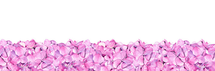Summer hydrangea banner. Watercolor pink flower isolated on white background. Hand drawn painting.