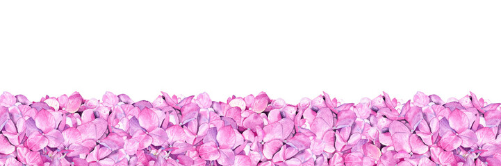 Summer hydrangea banner. Watercolor pink flower isolated on white background. Hand drawn painting.