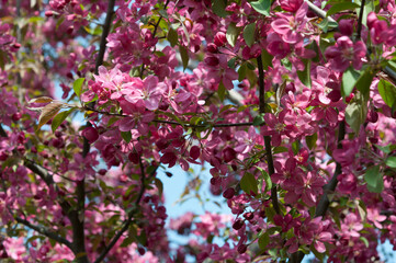 pink blossoms in the sun