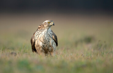 Northern goshawk bird ( Accipiter gentilis )