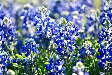 Bluebonnet field at sunset 