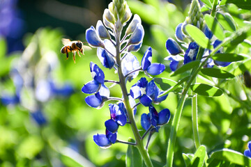 Bluebonnet with honey bee