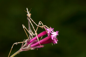 Close up of pair of Beautiful European mantis ( Mantis religiosa )