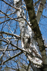 Fototapeta premium birch tree trunk and branches on a blue sky