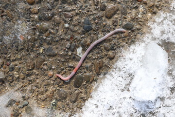 Obraz na płótnie Canvas Earthworm after the rain crawled out on the asphalt