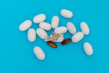 silkworm moth come out of cocoons