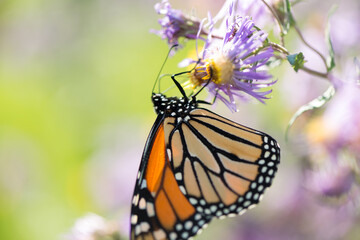 butterfly on flower