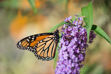 monarch on violet Buddleja blossom