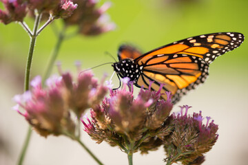 Fototapeta na wymiar butterfly on verbena flowers (backlit by the sun)