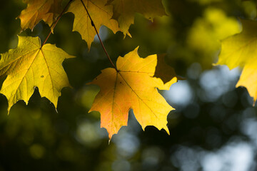 Fototapeta premium autumn maple leaves