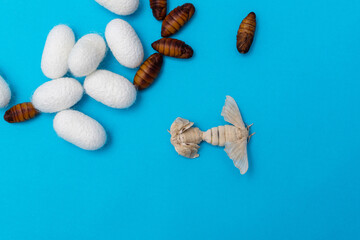 Two silkworm butterflies mating on blue background